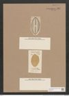 Navicula hennedyi var. granulata Grun. (de-Toni-Nr.: Genus 1, Species 364) Zeichnungen Sammlung Grunow Nr. 827 (NHMW-BOT-W0367256)